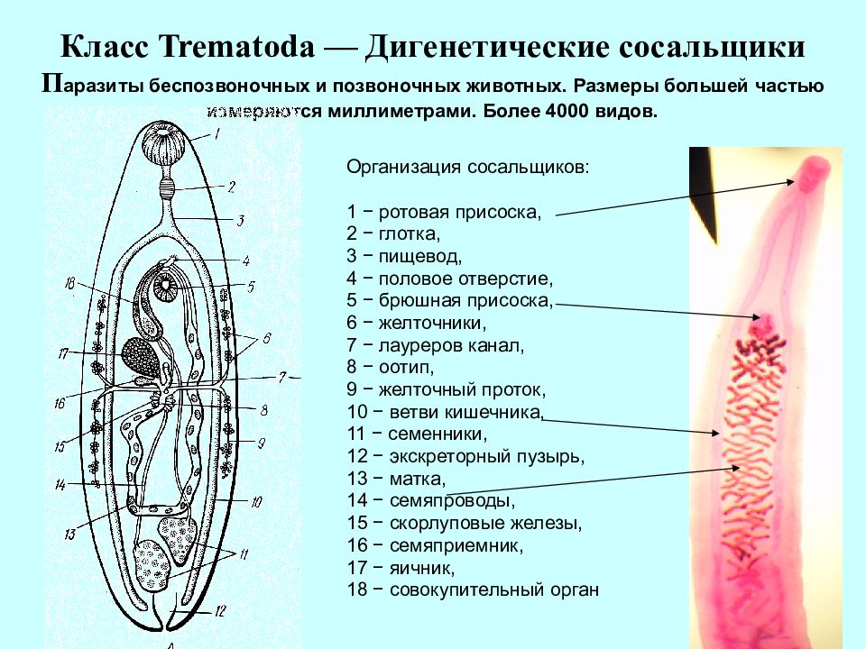 Строение сосальщика. Дигенетические трематоды. Trematoda дигенетические сосальщики. Пищеварительная система трематод. Плоские черви дигенетические сосальщики.