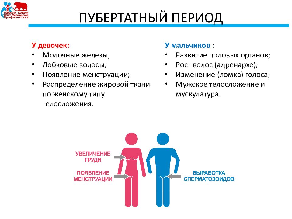 Половое созревание презентация