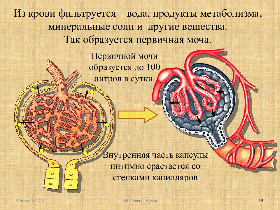 Продукты обмена клетки. Первичная моча образуется из. Первичная моча фильтруется в. В капсуле формируется первичная моча. Вещество из которого образуется первичная моча.