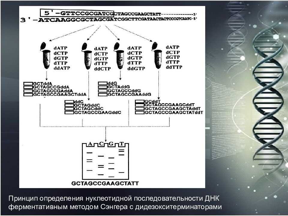 Уникальные последовательности днк. Секвенирование по Сэнгеру. Методы определения нуклеотидной последовательности. A) определение нуклеотидных последовательностей ДНК (секвенирование). Определение последовательности ДНК.