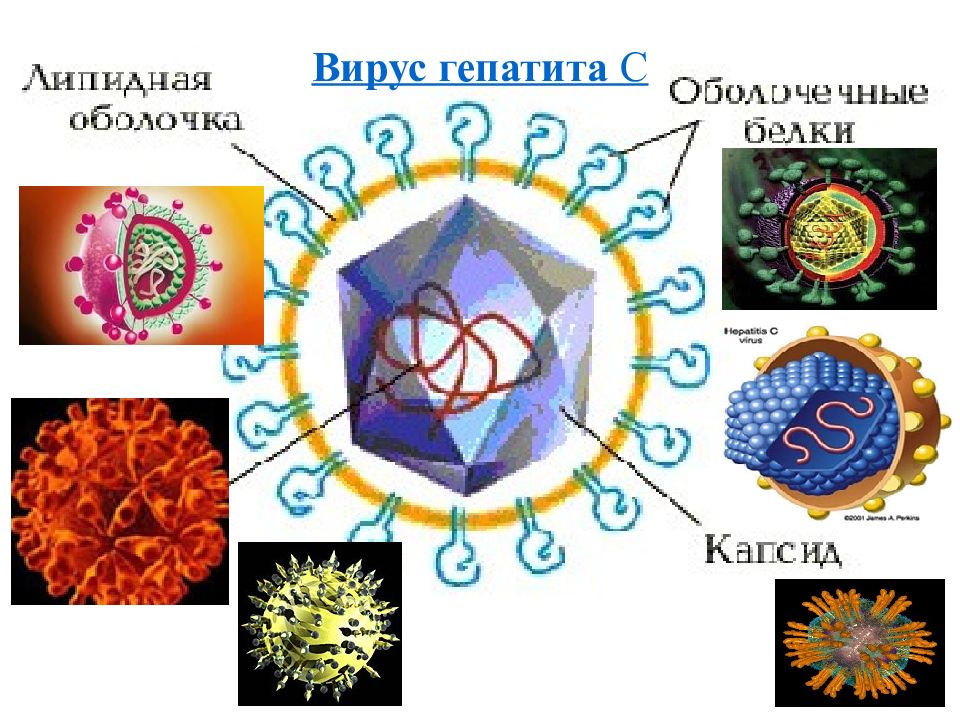 Вирус гепатита б презентация