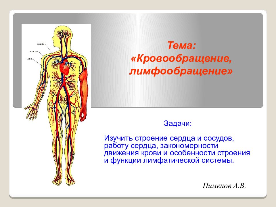 Пименов А.В. Задачи: Изучить строение сердца и сосудов, работу сердца,