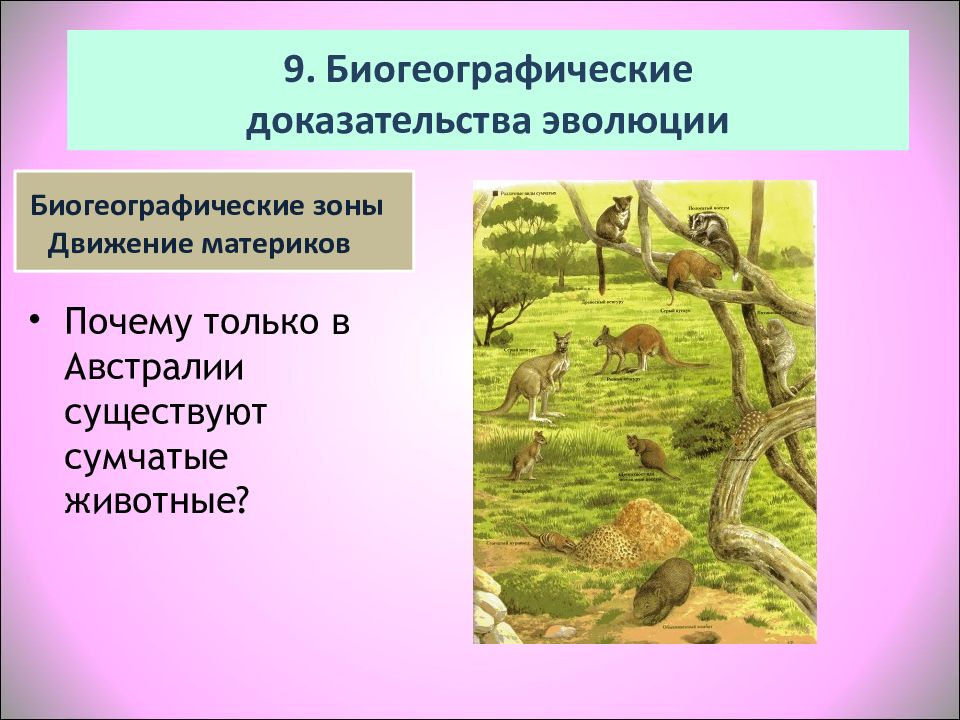 Группы доказательств эволюции. Биогеографические доказательства эволюции органического мира. Палеонтологические доказательства биогеографические. Палеонтологические и биогеографические доказательства эволюции. Биогеографические доказательства эволюции животных.