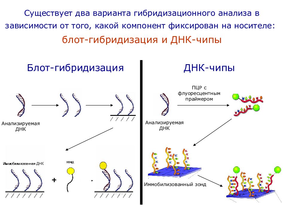 Существует несколько вариантов. Гибридизационно ферментный анализ. Метод гибридизации ДНК. Методы гибридизационного анализа. Гибридизация ДНК.