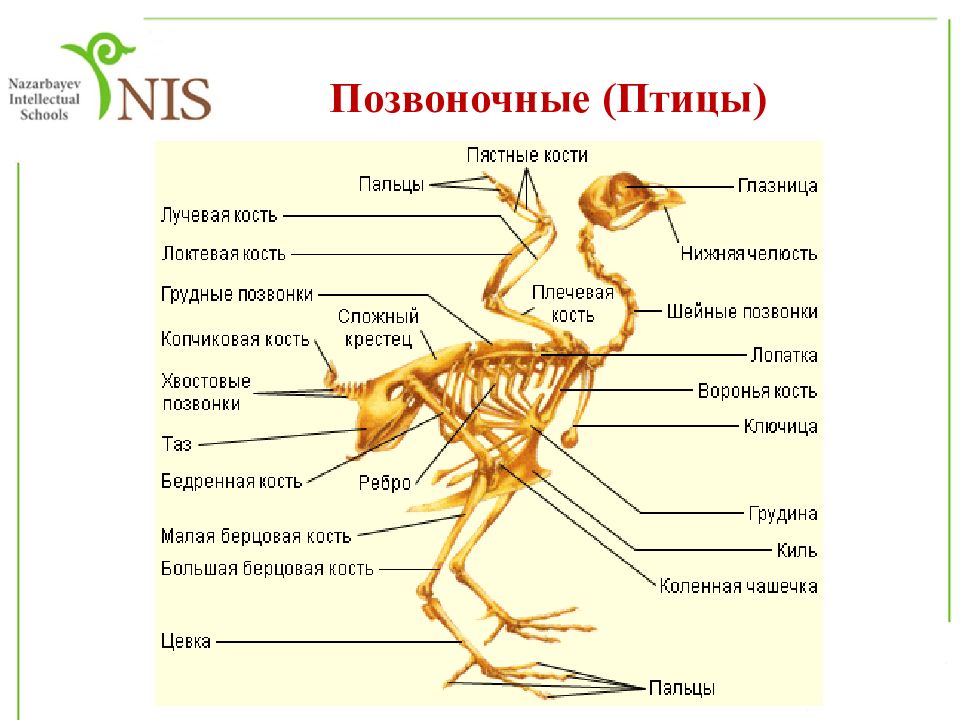 Какие особенности строения скелета птиц не связаны. Позвоночные птицы. Скелет птицы. Позвонки птиц. Органы движения птиц.