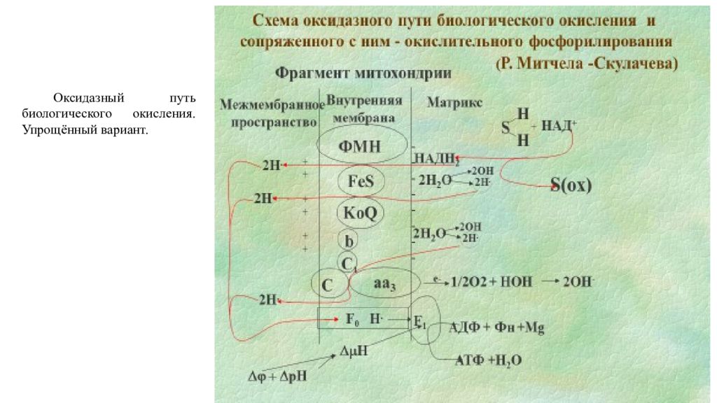 Биологическое окисление. Схема процесса биологического окисления. Биологическое окисление и окислительное фосфорилирование. Биологическое окисление схема. Оксидазный путь биологического окисления схема.