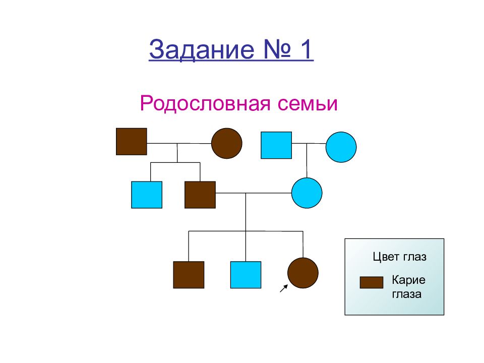 Презентация родословная человека