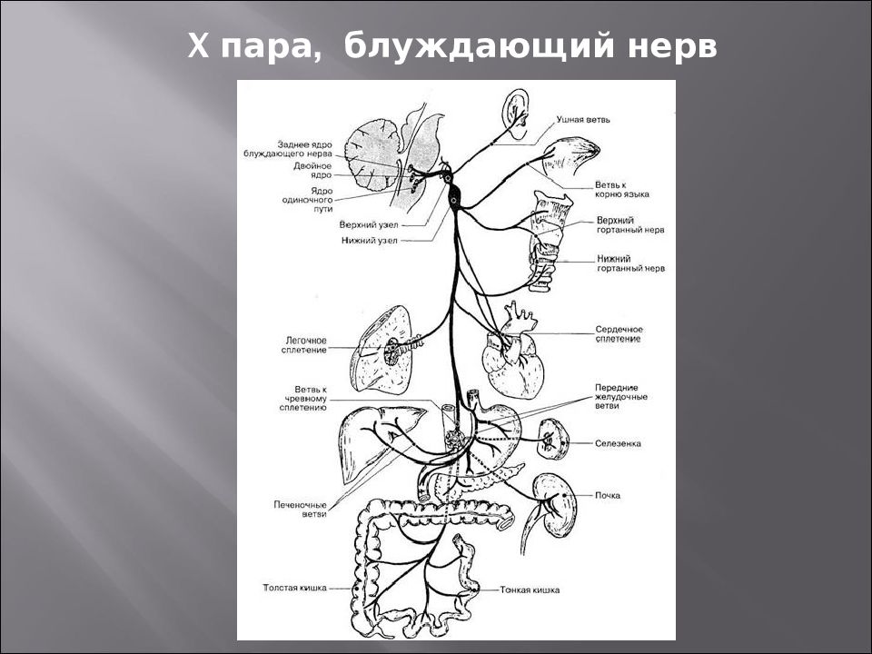 Иннервация блуждающего нерва. Схема 10 пары черепных нервов. Блуждающий нерв ветви и иннервация анатомия. Схема иннервации блуждающего нерва. Схема блуждающего нерва анатомия.