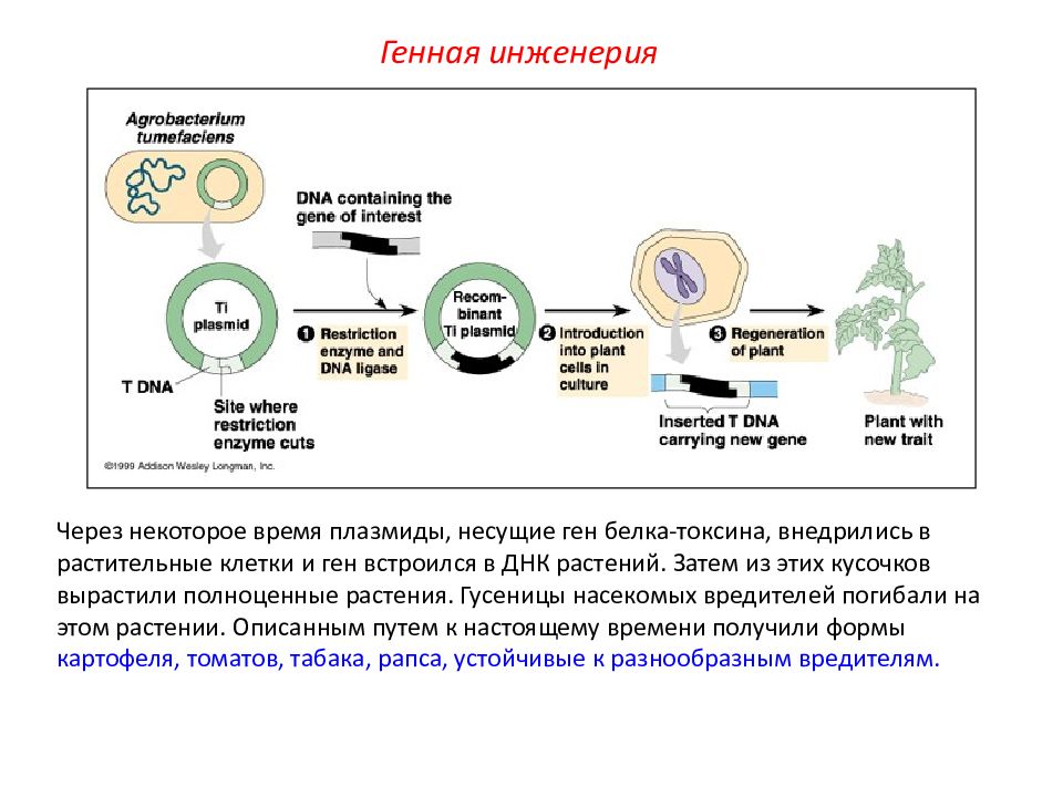 Схема создания бактериальных клеток способных синтезировать инсулин