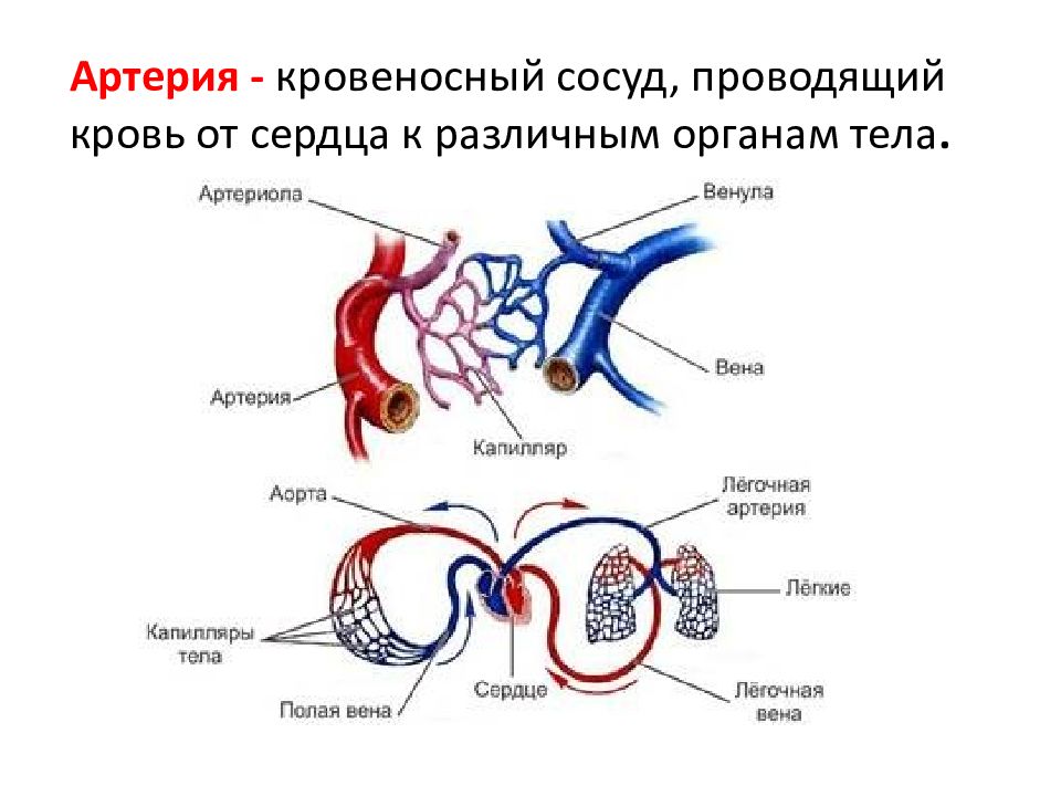 Сердечно-сосудистая система животных. Циркуляция крови. Циркуляция крови для презентации. Кровообращение обменный процесс. Кровь поступает в легкие через