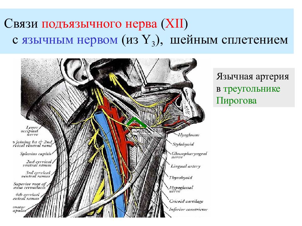 Шейное сплетение презентация