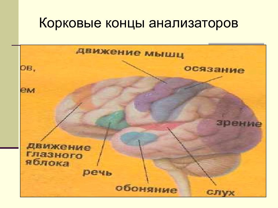 Центры анализаторов