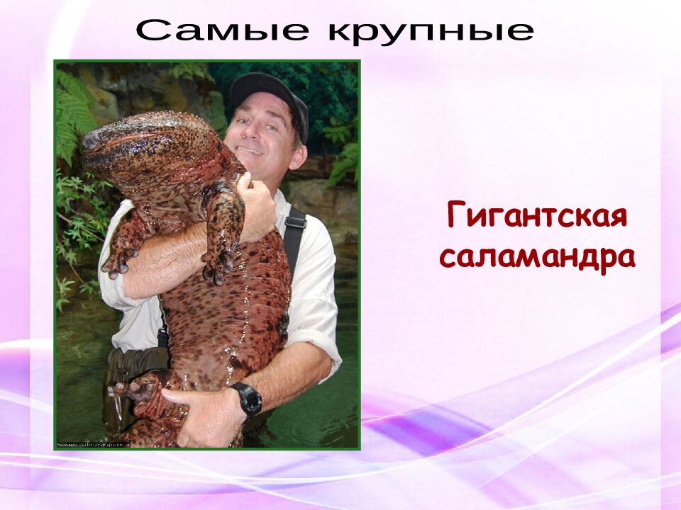 Классная работа Тема: МНОГООБРАЗИЕ И ЗНАЧЕНИЕ ЗЕМНОВОДНЫХ «Лягушкам только