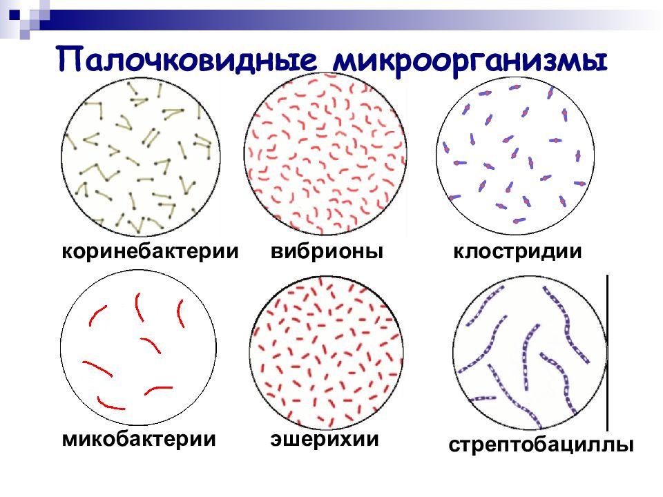 По рисункам определите виды бактерий