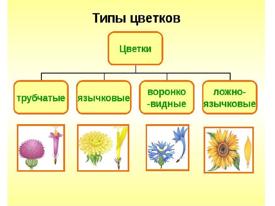 Группы цветковых растений