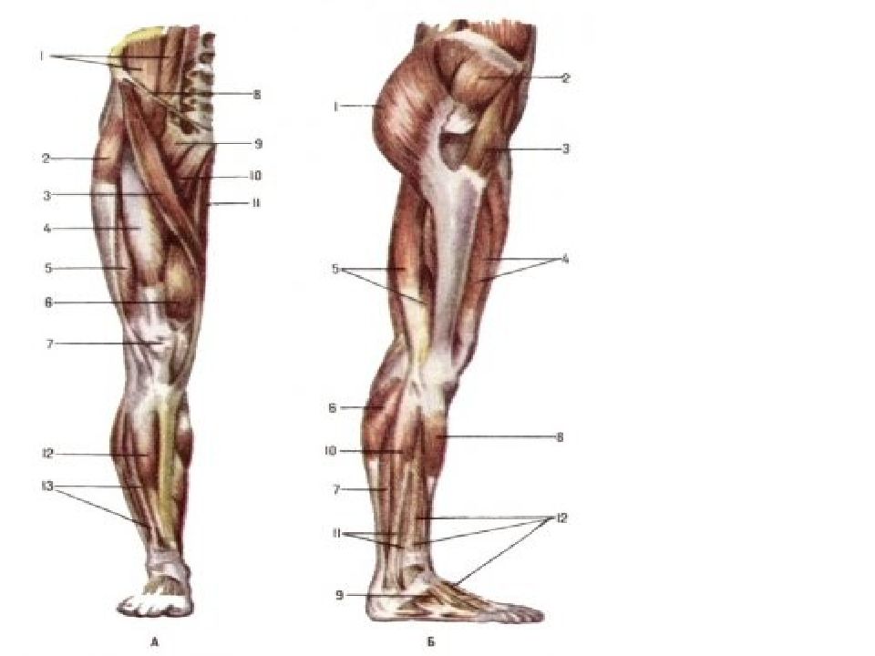 Анатомия нижней конечности человека. Кости и мышцы пояса нижней конечности анатомия. Мышцы пояса нижней конечности анатомия. Мышцы нижней конечности анатомия. Мышцы нижних конечностей человека анатомия.