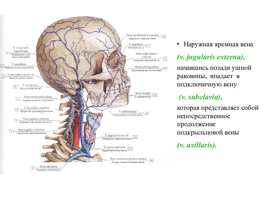 Яремная вена. Наружная яремная Вена анатомия. Наружная яремная Вена впадает. Наружнаяч яремная Вега. Правая наружная яремная Вена.