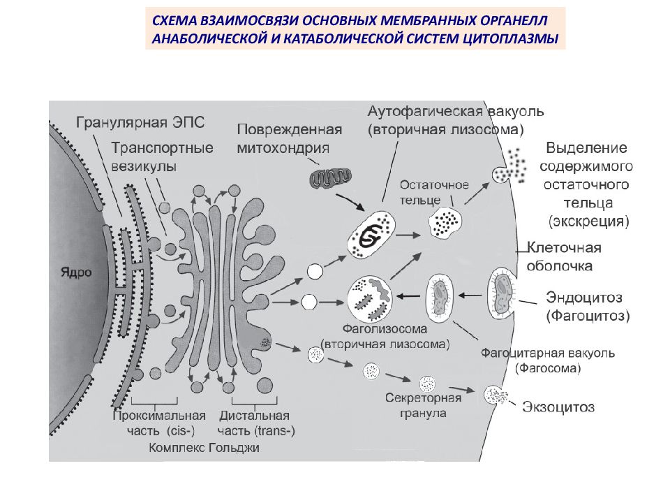 Исчезновение ядерной оболочки происходит в