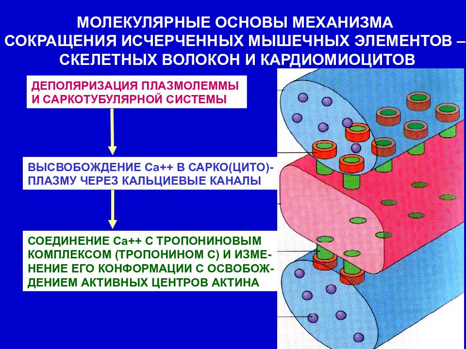 Механизм снижения. Механизм сокращения кардиомиоцитов. Механизм сокращения рабочих кардиомиоцитов. Молекулярный механизм мышечного сокращения. Механизм сокращения кардиомиоцитов физиология.