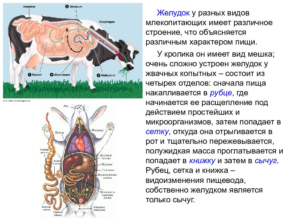 Пищеварительная система жвачных млекопитающих. Строение желудка жвачных. Строение желудка жвачных животных. Строение желудка жвачных млекопитающих. Строение сычуга.