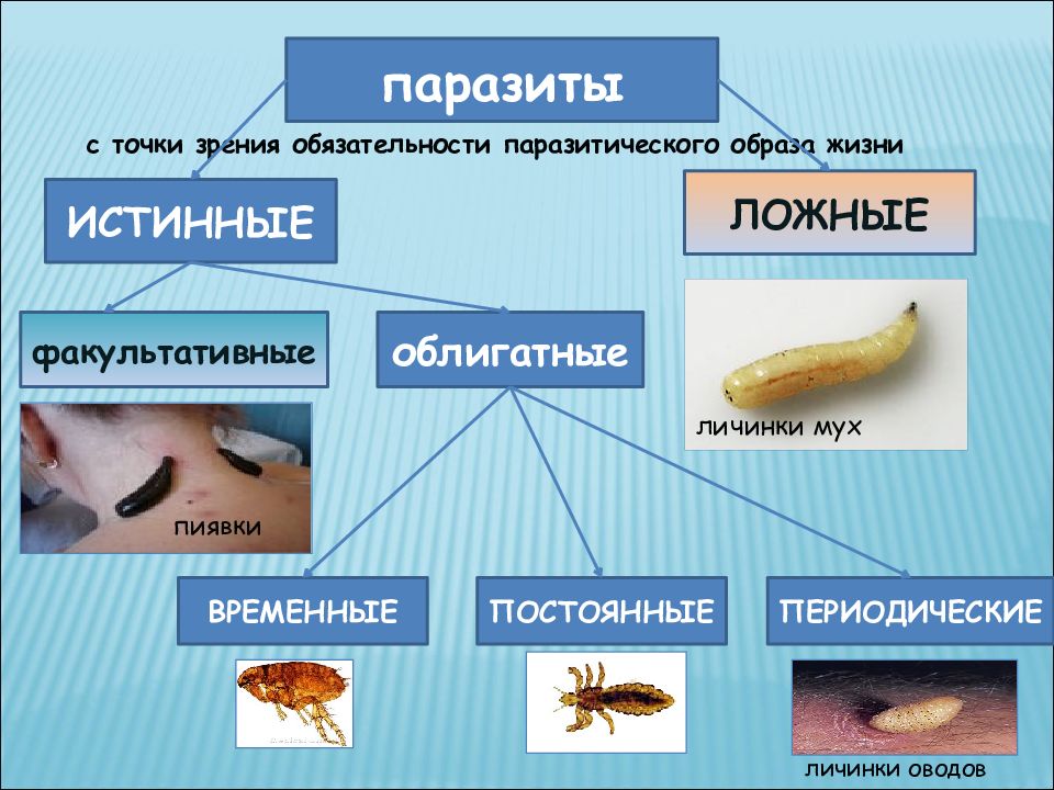 Паразитизм картинки для презентации