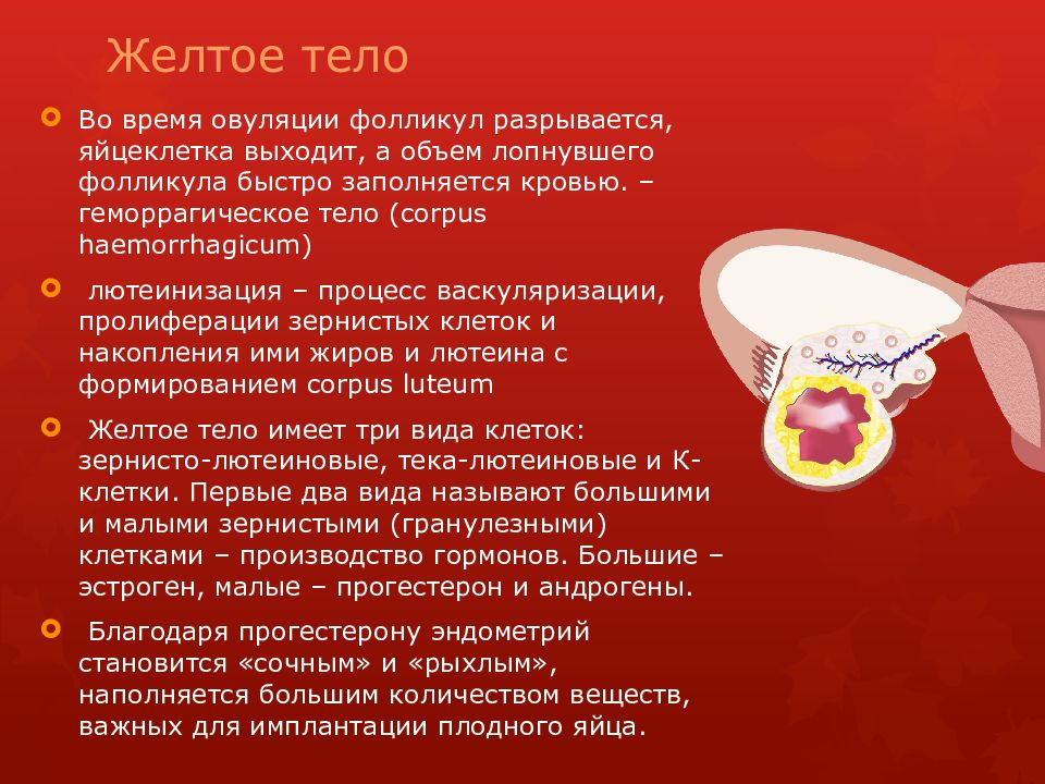 Менструальный цикл Желтое тело