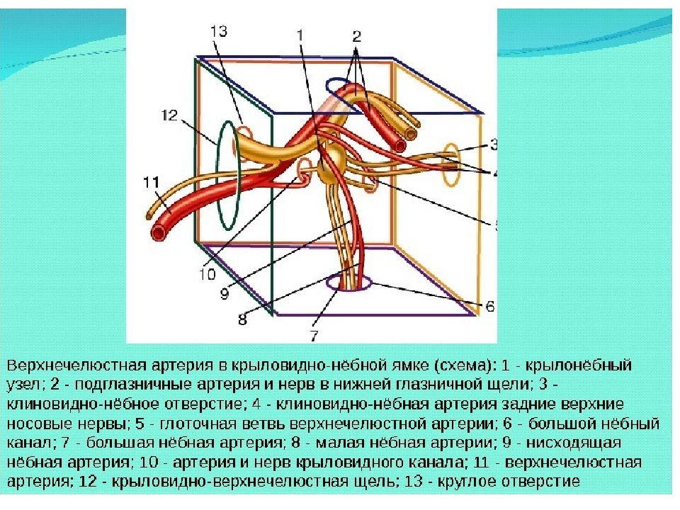 Сообщения крыловидно небной ямки. Верхнечелюстная артерия схема. Крылонебный ганглий. Верхнечелюстная артерия в крылонебной ямке. Артерии верхнечелюстной артерии.