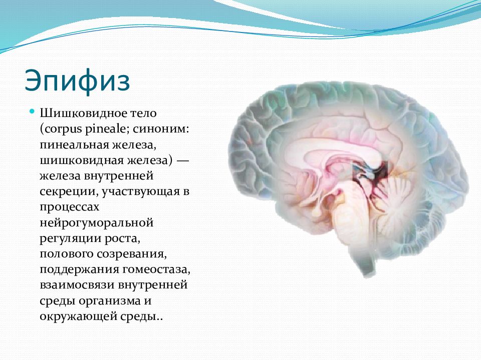 Функции железы эпифиз. Эпифиз головного мозга. Эпифиз анатомия. Строение мозга эпифиз. Эпифиз функции.