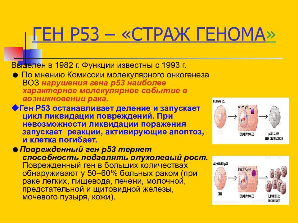 Гене т. Функции Гена p53. Ген р53. Ген р53 функции. Апоптоз ген р53.