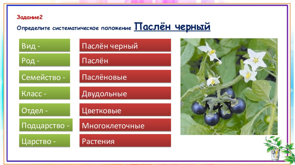 Рассмотрите изображение растений ламинария сфагнум паслен черный подпишите их названия под