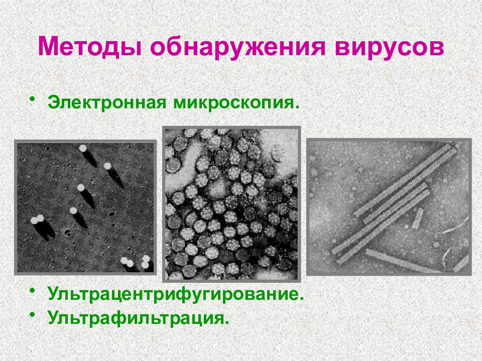 Вирусология наука о вирусах презентация