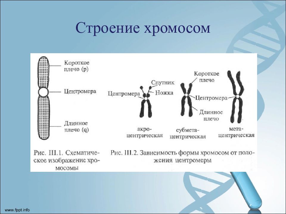 Строение хромосом и кариотип. Хромосомы строение и функции. Строение хромом. Внутреннее строение хромосом