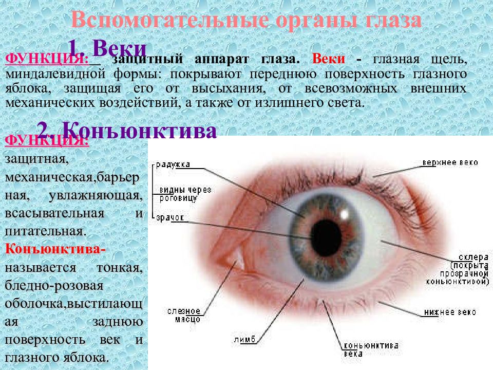 Вспомогательные строение глаза. Строение глаза мешок глаза конъюнктивальный. Защитный аппарат глазного яблока. Строение глаза человека конъюнктивальный мешок. Вспомогательные органы глаза.