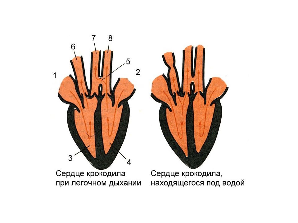 Схема сердца пресмыкающихся