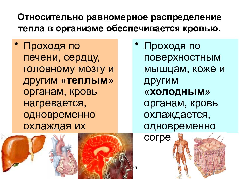 Пищеварительный обмен