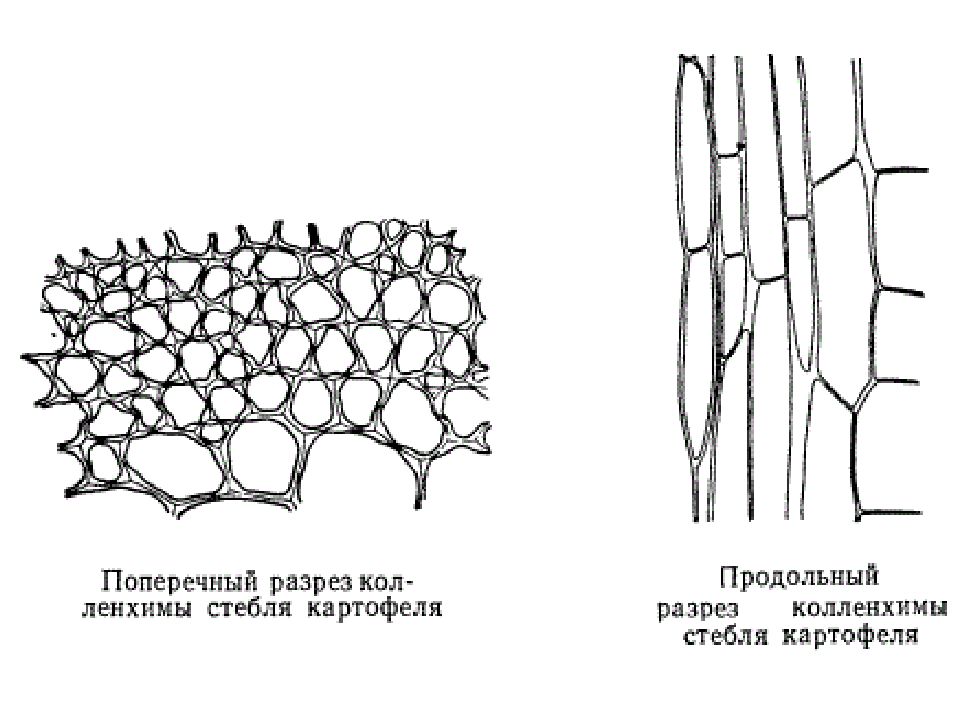 Древесные волокна у растений