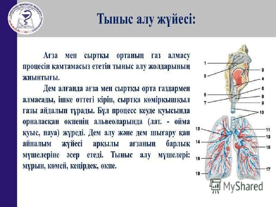 Тыныс алу тыныс шығару