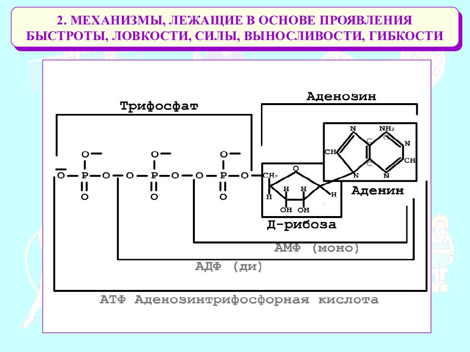 Механизм лежит. Какие механизмы лежат в основе формирования рас. Механизмы, лежащие в основе эп:.