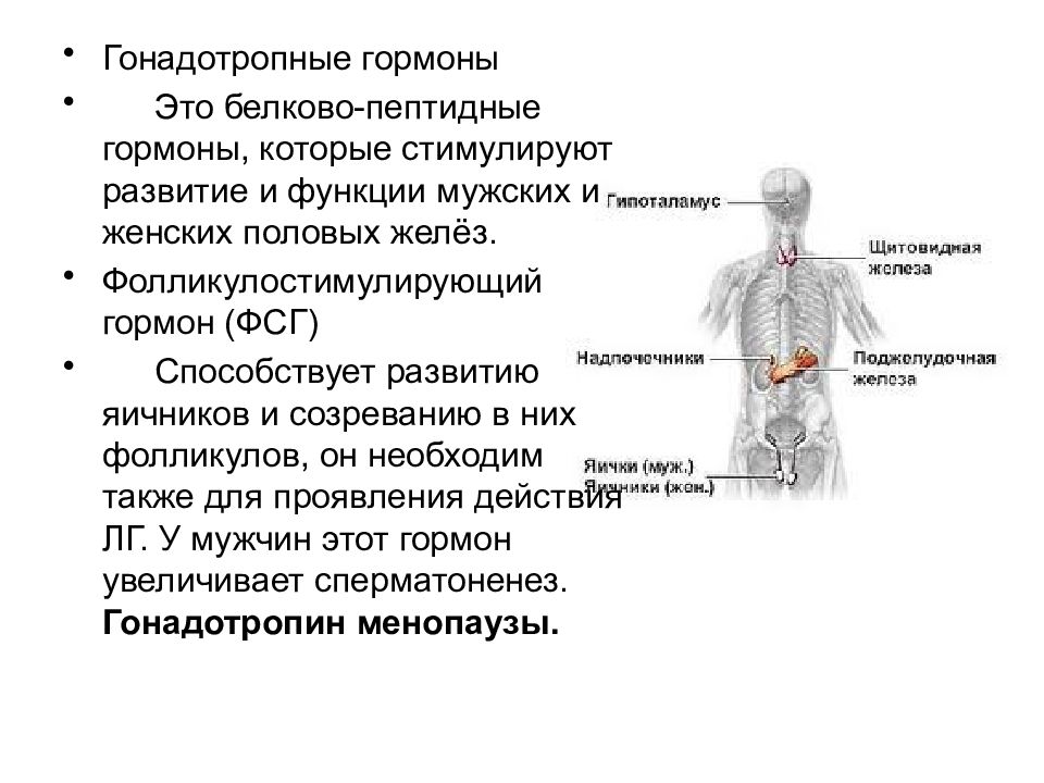 Гонадотропные гормоны. Гонадотропный гормон функции. К гонадотропным гормонам относятся. Какие гормоны относятся к гонадотропным.