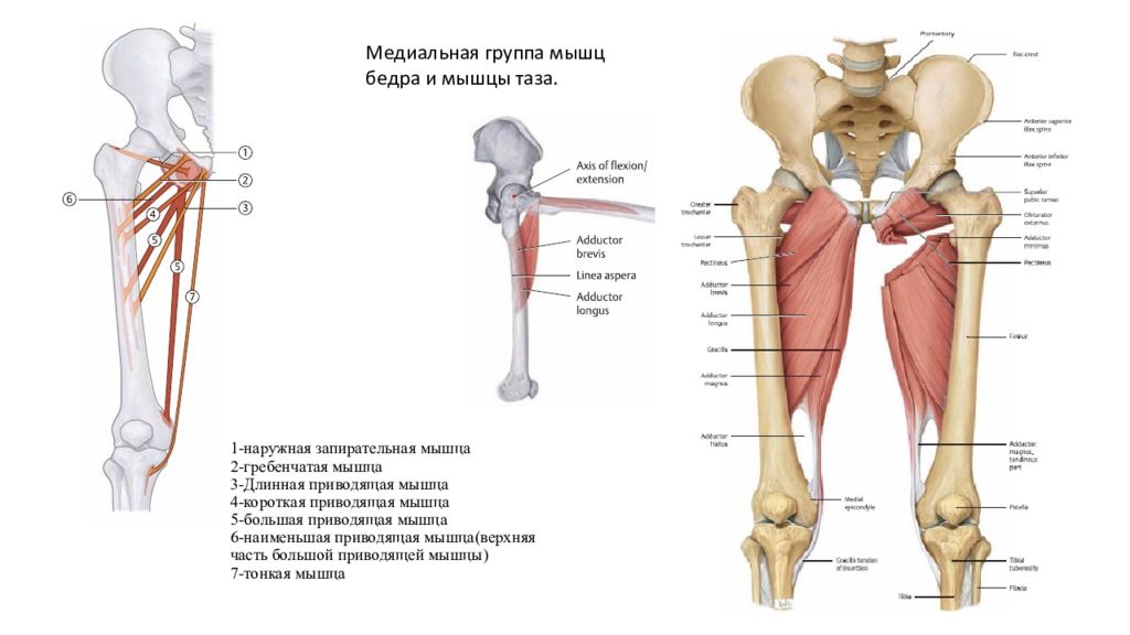 Запирательная мышца