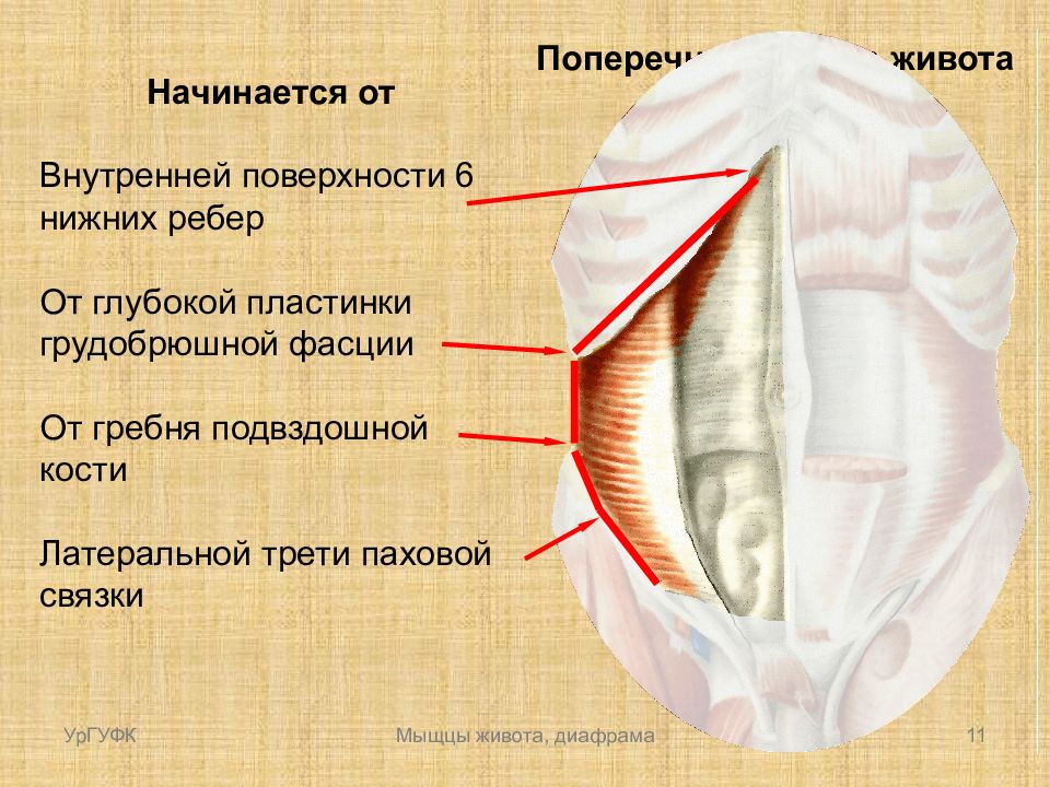 Латеральный это какой. Поперечная фасция живота. Мышцы задней брюшной стенки.