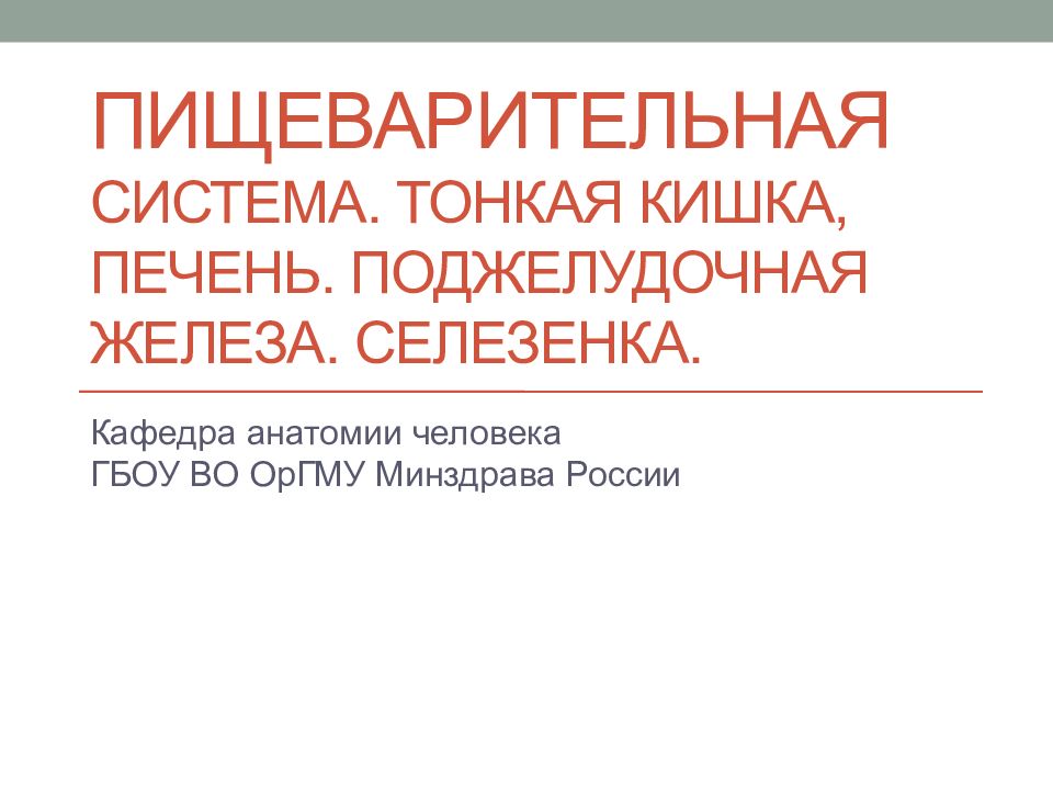 Пищеварительная система. Тонкая кишка, печень. поджелудочная железа. селезенка.