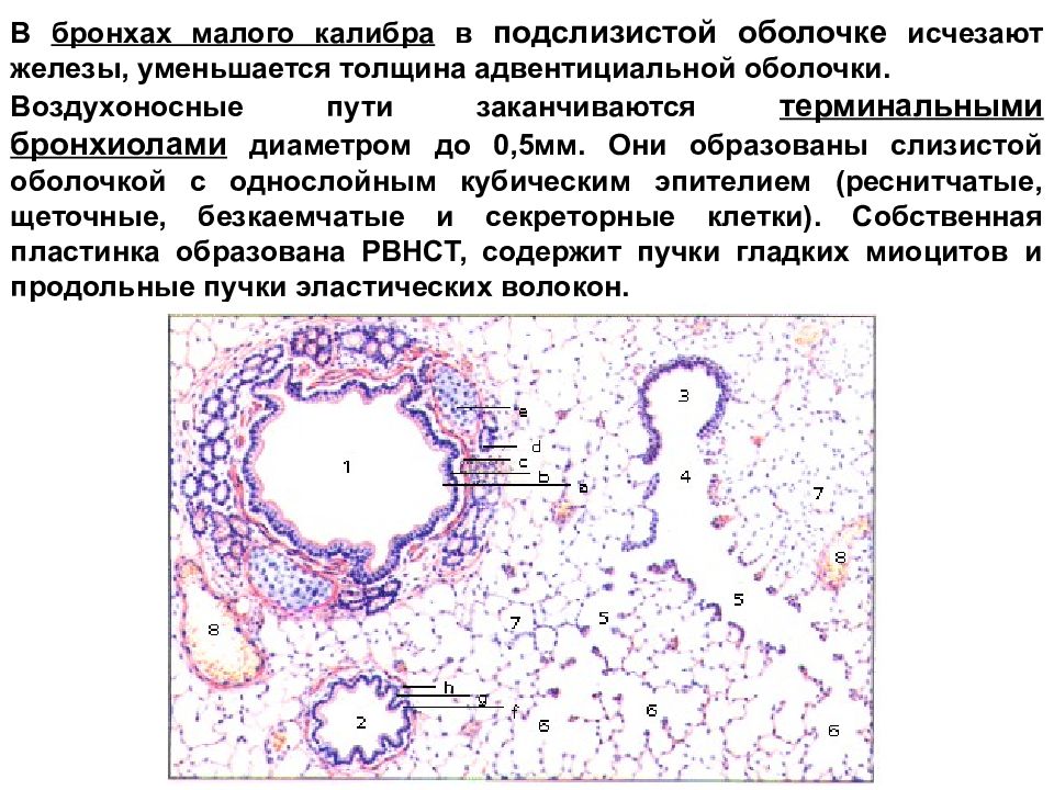 Легкое гистология рисунок