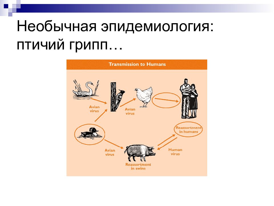 Эпидемиология картинки для презентации