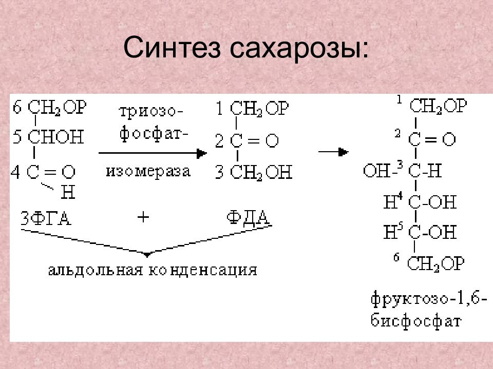 Синтез углеводов. Схема синтеза сахарозы. Образование сахарозы реакция. Уравнение фотосинтеза сахароза. Реакция синтеза сахарозы.