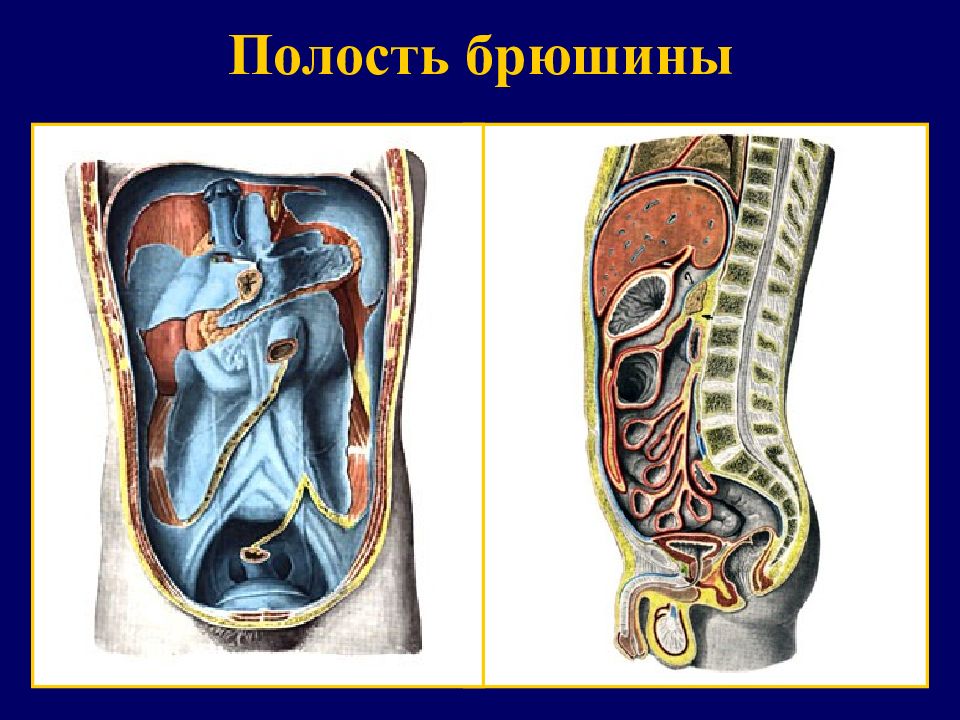 Анатомия брюшины. Брюшная полость и БРЮШИННАЯ полость. Топография листков брюшины. Париетальная брюшина анатомия. Полость брюшины анатомия.