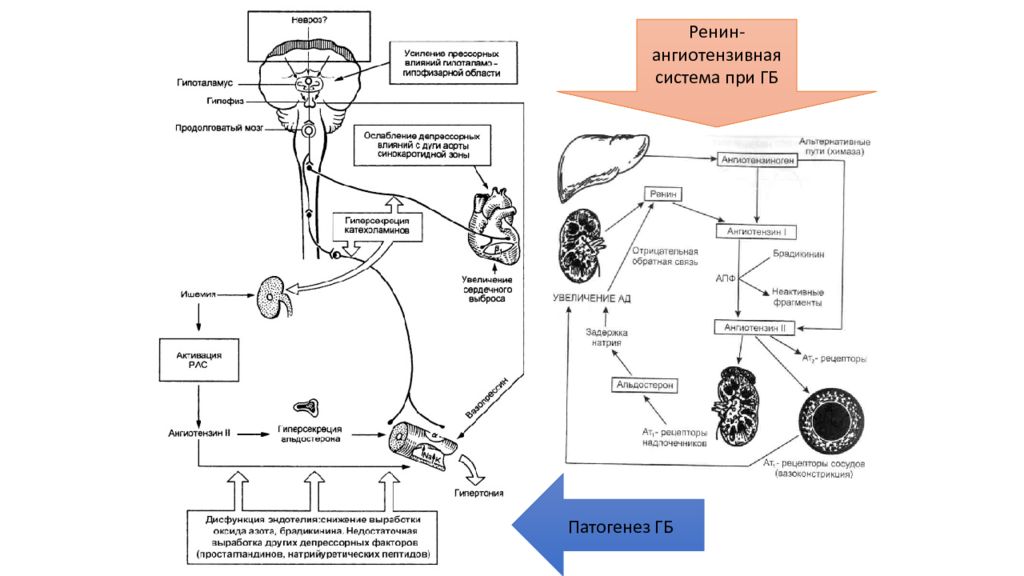 Патогенез гб. Ренин ангиотензивная система. Патогенез неотложных состояний. Патогенез ГБ ренин. Схема патогенеза невроза.
