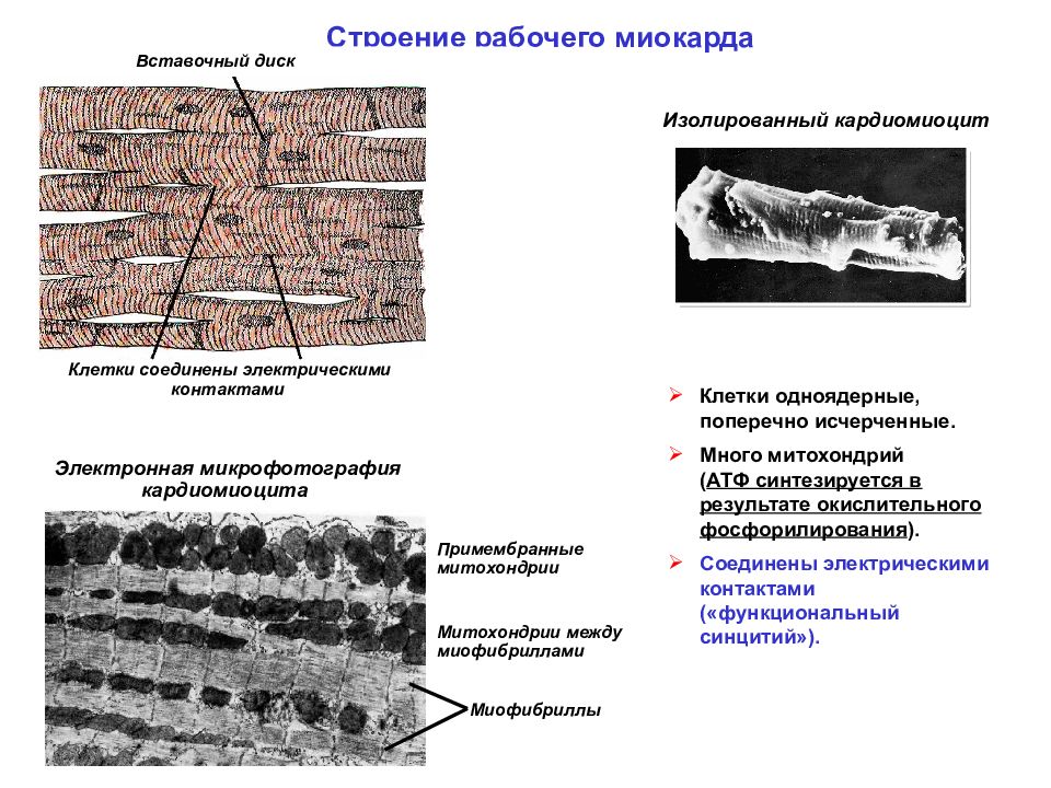 Схема соединения кардиомиоцитов вставочного диска