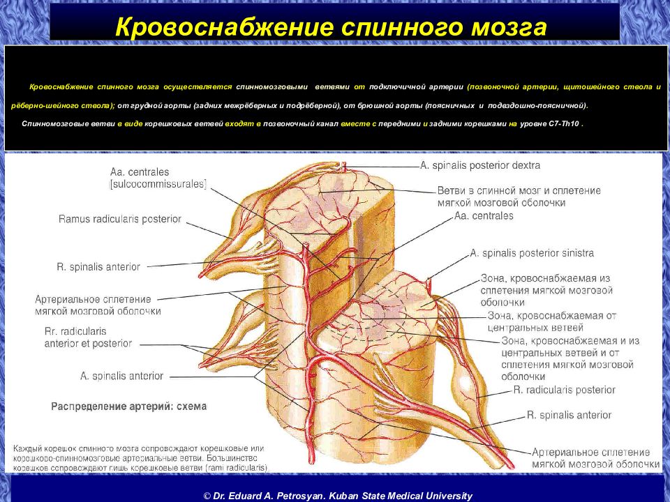 Поступление крови в мозг. Спинной мозг топографическая анатомия кровоснабжение. Кровоснабжение спинного мозга схема. Кровоснабжение спинного мозга по длиннику. Артериальные сосуды спинного мозга.