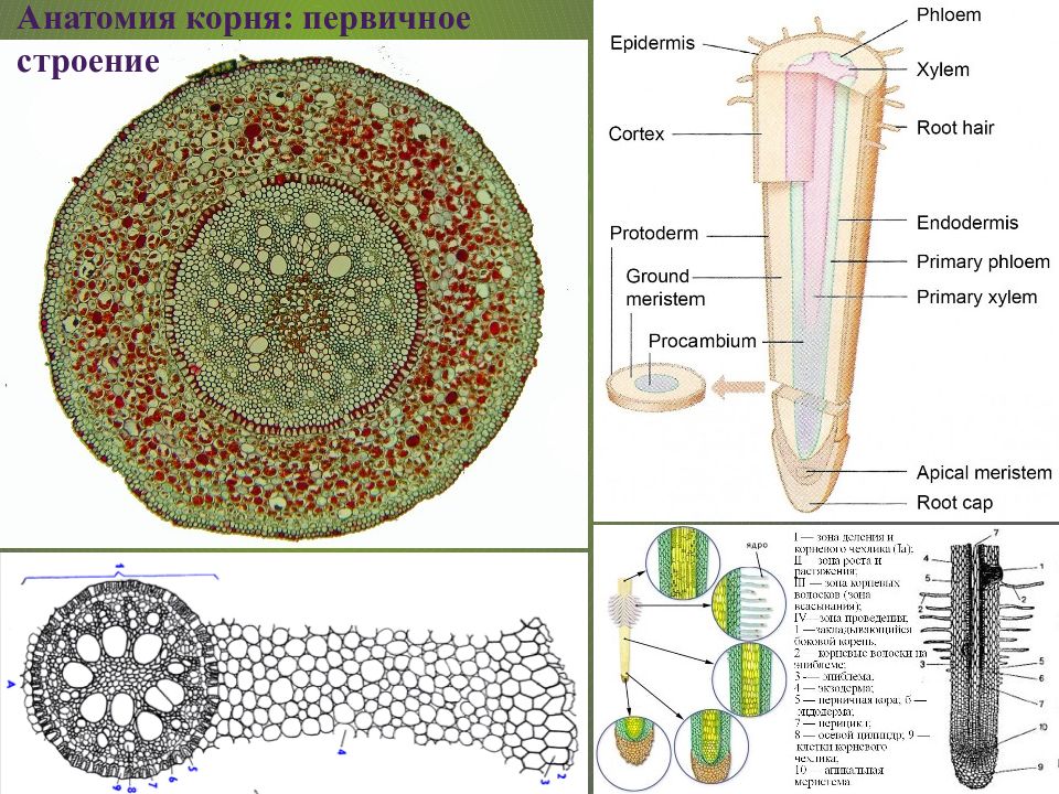 Вторичное строение корня. Первичное Анатомическое строение корня ириса. Анатомическое строение корня срез. Анатомия корня поперечный срез. Микроскопическое строение корня.